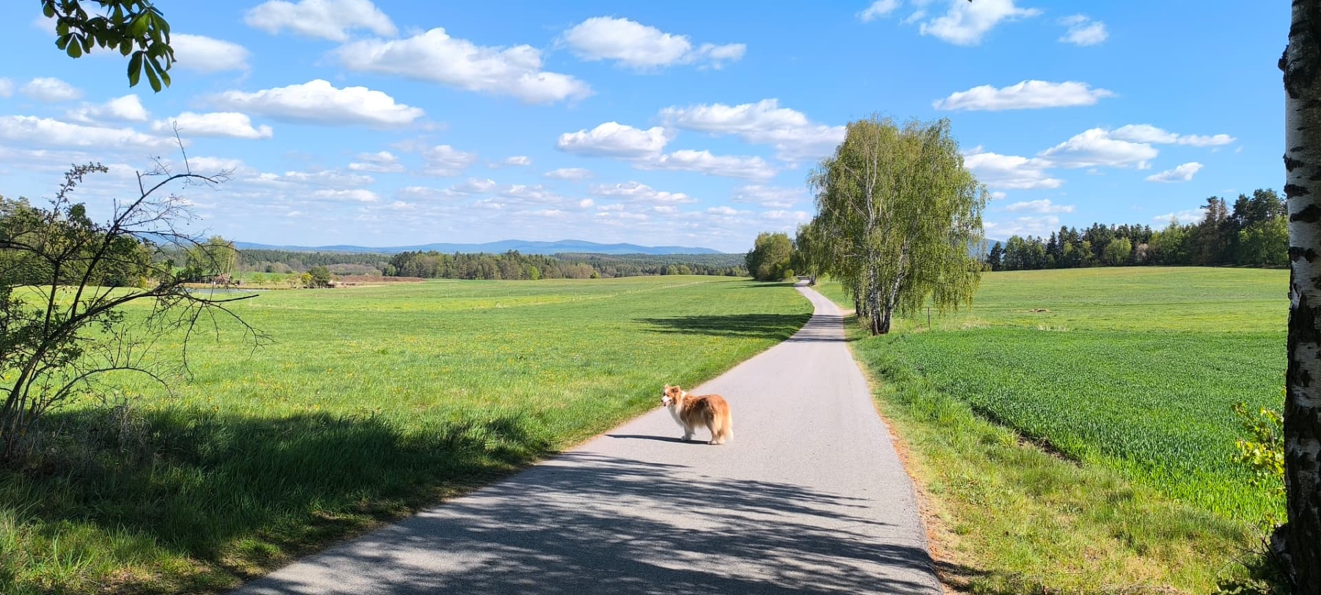 Cesta mezi loukami na Trhosvinensku s ovčáckou fenkou Ayrou